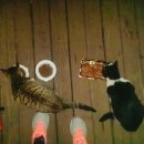 쫄랭쫄랭 이미지