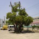 상모리-7 이미지