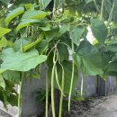 그린반점 이미지