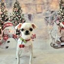 DOG깨비 강아지 미용실 이미지