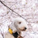 위례둘레길 | 위례호수공원 벚꽃 가족사진 촬영 후기