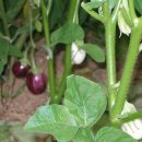 보화다원 이미지