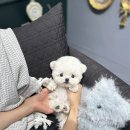 메종드퍼피 이미지