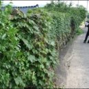 동심의세계 - (166) ‘담쟁이’ 동시와 스토리텔링 기법 – 2. ‘담쟁이 동시 속 스토리텔링 2-1/ 이정석 시인, 문학평론가 이미지