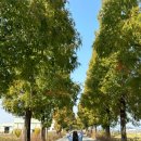 동읍195 | 영도리의 💛당일치기 창원여행기(우영우팽나무/메타세콰이어길/호호돼지국밥/캔럿스튜디오/별꽃상점...