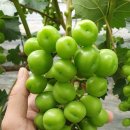 호동농장 이미지