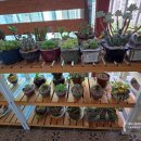 의왕 가볼만한곳 왕송호수 곁의 초록빛 다육이의 별천지, '다육정원네덜란드' 방문기 🌿