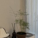 플라워앤솜사탕 | 용인 남사 에르베플라워&예삐 플라워 | 용인 남사...식물 구매 후기🌟 • 스테파니아 에렉타, 솜사탕 고사리