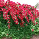 소중한이 이미지