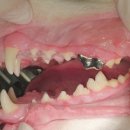 크라운 동물병원 이미지