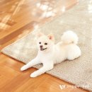 제주자연동물병원 이미지