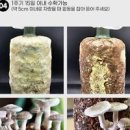 집에서 느타리버섯 키우기 효능 버섯재배 키트 (에잇팩토리) 이미지