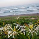 코델리아리조트 이미지