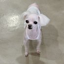 하쿠애견샵 이미지