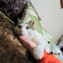 뚱스 이미지