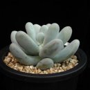 경석농장 이미지