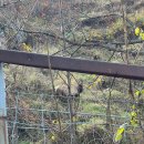 사슴목장 이미지