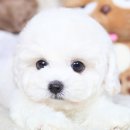 왓숑 네이버블로그