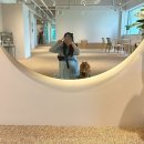 독트럴파크 | 전주 평화동 신상 애견카페 애견유치원 운동장 수영장있는 독트럴파크 후기