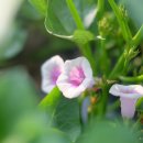 꽃이 피면 이미지