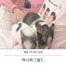 피그월드 | 세종 아기랑 실내 돼지카페 나성동 미니피그월드 솔직후기
