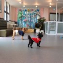 꼬똥몽드 이미지