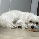 모아덴탈 이미지