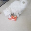 멍멍스토리 | 강아지관절영양제 성장기라라의관절케어 멍멍팔팔 체험솔직후기!!