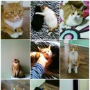 살랑 그루밍 이미지