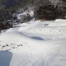 비파산성 Daum카페