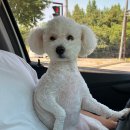 퍼피타운커피 | [파주애견카페] 미니 풀이 있는 루프탑 퍼피 타운 커피 파주 애견카페 숑이들 후기