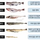 명태이야기 이미지