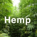 ★헴프 씨앗(Hemp seeds) -최대규모의 Manitoba Harvest사 생산 -심장 및 심혈관에 도움 -풍부한 단백질,오메가 3 &amp; 6 -Vegan -Kosher -Paleo -BRC인증 -샐러드, 이미지