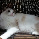 잘난돌스 이미지