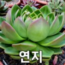 연지 이미지