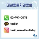 태일동물치과병원 | 강북구 쌍문동 동물병원 태일동물치과병원 진료시간 접근성 이용후기