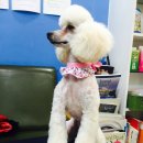 클라라애견 이미지