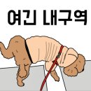 응암애견 이미지