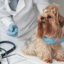 일산 클래식 동물병원 이미지