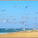 솔향수목원(솔숲광장) 이미지