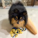 도그파파 | 마이펫페어 2026 송도 사전등록, 이벤트, 주차장과 라인업