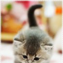 강남고양이분양 스타돌스 이미지