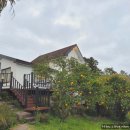 팜트리 빌리지 이미지