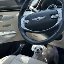 행복하개(happydog)연천애견펜션2호점 | [애견 풀빌라]행복하개 2호점-가족여행 후기 솔직 리뷰!(장, 단점)