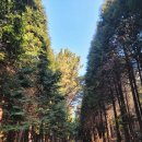 치유의 숲 야영장 | 고흥 <치유의 숲> 산림테라피, 고흥 힐링 여행 필수 코스 팔영산 편백 치유의 숲, 전국 최대 규모의 편백숲