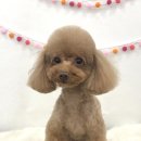 붕가붕가샵 이미지