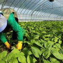 큰골영농조합법인 이미지