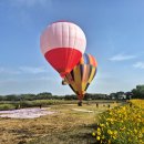 하늘켄넬 이미지