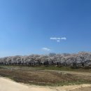 청룡마을길 4-3 | 안동 하회마을 벚꽃 2026 실시간 후기 | 입장료, 주차 벚꽃길 정보