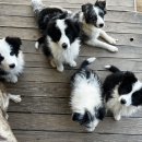 폼스하우스 이미지